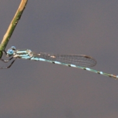 Austrolestes leda at Majura, ACT - 24 Jan 2019