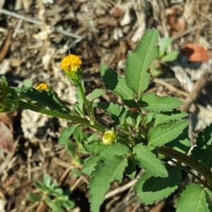 Bidens pilosa at Jerrabomberra, ACT - 25 Jan 2019