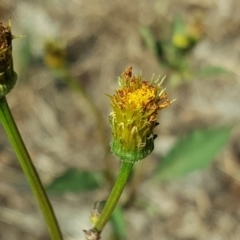 Bidens pilosa at Jerrabomberra, ACT - 25 Jan 2019 08:58 AM