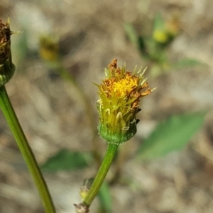 Bidens pilosa at Jerrabomberra, ACT - 25 Jan 2019