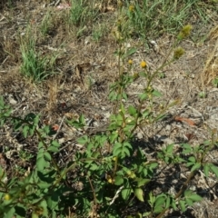 Bidens pilosa at Jerrabomberra, ACT - 25 Jan 2019 08:58 AM