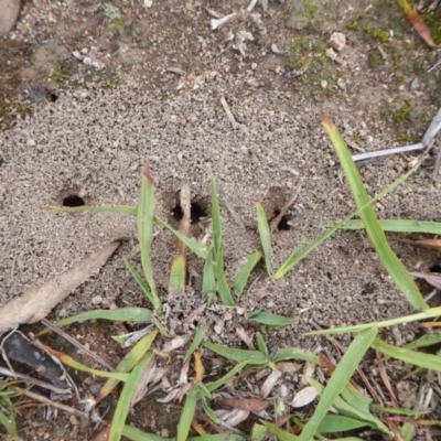 Papyrius nitidus (Shining Coconut Ant) at Symonston, ACT - 24 Jan 2019 by Christine