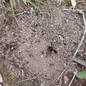 Papyrius nitidus at Symonston, ACT - suppressed