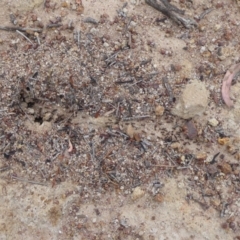 Papyrius nitidus at Symonston, ACT - suppressed