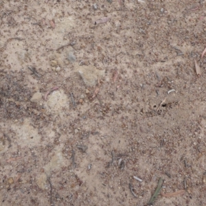 Papyrius nitidus at Symonston, ACT - suppressed