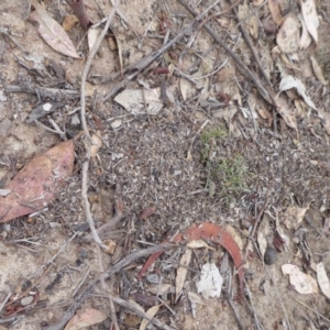 Papyrius nitidus at Symonston, ACT - suppressed