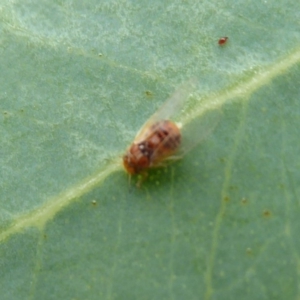 Psyllidae sp. (family) at Symonston, ACT - 24 Jan 2019 09:11 AM