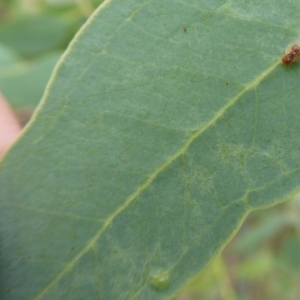 Psyllidae sp. (family) at Symonston, ACT - 24 Jan 2019 09:11 AM