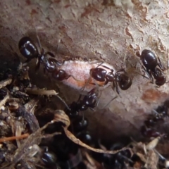 Monophlebidae sp. (family) (Mealy Bugs) at Mount Mugga Mugga - 24 Jan 2019 by Christine