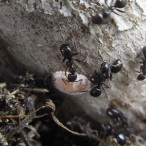 Monophlebidae sp. (family) at Symonston, ACT - 24 Jan 2019