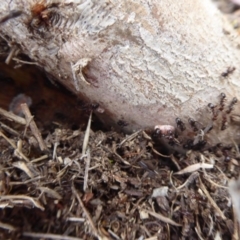 Monophlebidae sp. (family) at Symonston, ACT - 24 Jan 2019 09:14 AM