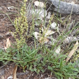 Rumex acetosella at Symonston, ACT - 24 Jan 2019