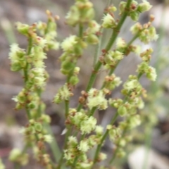 Rumex acetosella at Symonston, ACT - 24 Jan 2019