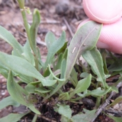 Rumex acetosella at Symonston, ACT - 24 Jan 2019 09:19 AM