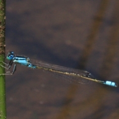 Ischnura heterosticta (Common Bluetail Damselfly) at Majura, ACT - 24 Jan 2019 by jbromilow50