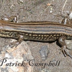 Eulamprus kosciuskoi (Alpine Water Skink) at Kosciuszko National Park - 19 Jan 2019 by PatrickCampbell