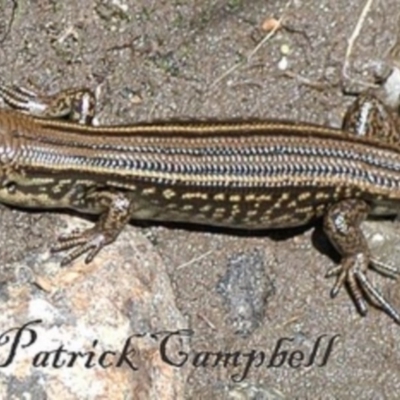 Eulamprus kosciuskoi (Alpine Water Skink) at Kosciuszko National Park, NSW - 19 Jan 2019 by PatrickCampbell