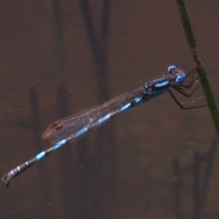 Austrolestes annulosus (Blue Ringtail) at Majura, ACT - 24 Jan 2019 by jbromilow50