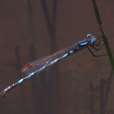 Austrolestes annulosus (Blue Ringtail) at Majura, ACT - 24 Jan 2019 by jb2602