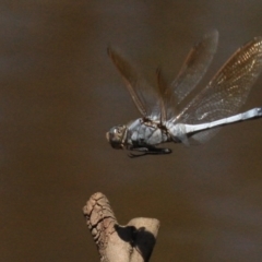 Orthetrum caledonicum at Majura, ACT - 24 Jan 2019