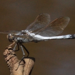 Orthetrum caledonicum at Majura, ACT - 24 Jan 2019