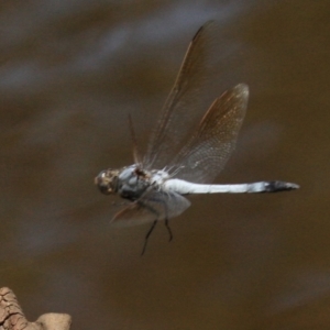 Orthetrum caledonicum at Majura, ACT - 24 Jan 2019