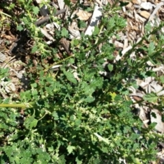 Dysphania pumilio (Small Crumbweed) at Watson, ACT - 25 Jan 2019 by waltraud