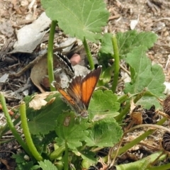 Lucia limbaria (Chequered Copper) at Paddys River, ACT - 23 Jan 2019 by RodDeb