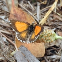 Lucia limbaria at Paddys River, ACT - 24 Jan 2019 10:45 AM