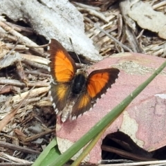 Lucia limbaria at Paddys River, ACT - 24 Jan 2019 10:45 AM