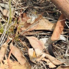 Lucia limbaria at Paddys River, ACT - 24 Jan 2019 10:45 AM