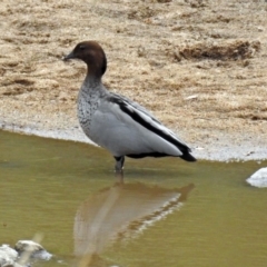 Chenonetta jubata (Australian Wood Duck) at Tharwa Bridge - 23 Jan 2019 by RodDeb