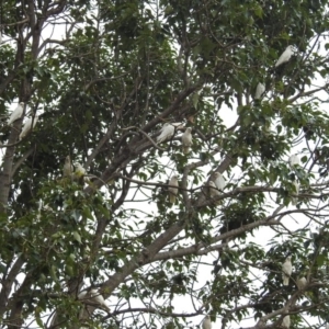 Cacatua sanguinea at Tharwa, ACT - 24 Jan 2019