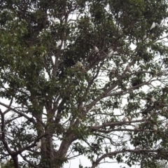 Cacatua sanguinea at Tharwa, ACT - 24 Jan 2019