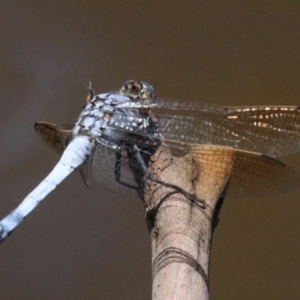 Orthetrum caledonicum at Majura, ACT - 24 Jan 2019