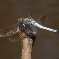 Orthetrum caledonicum at Majura, ACT - 24 Jan 2019