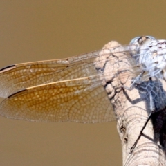 Orthetrum caledonicum at Majura, ACT - 24 Jan 2019 12:42 PM