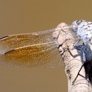 Orthetrum caledonicum at Majura, ACT - 24 Jan 2019