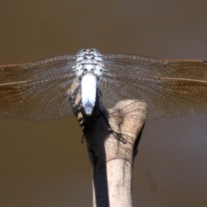 Orthetrum caledonicum at Majura, ACT - 24 Jan 2019 12:42 PM