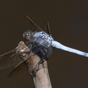 Orthetrum caledonicum at Majura, ACT - 24 Jan 2019