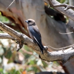 Artamus cyanopterus cyanopterus at Tennent, ACT - 24 Jan 2019