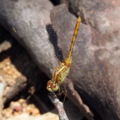 Diplacodes bipunctata (Wandering Percher) at Paddys River, ACT - 24 Jan 2019 by RodDeb