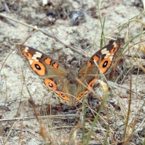 Junonia villida at Tennent, ACT - 24 Jan 2019 11:48 AM