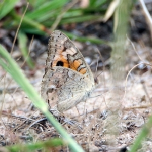 Junonia villida at Tennent, ACT - 24 Jan 2019 11:48 AM