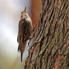 Cormobates leucophaea (White-throated Treecreeper) at Paddys River, ACT - 24 Jan 2019 by RodDeb