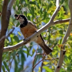 Pachycephala rufiventris (Rufous Whistler) at Tennent, ACT - 24 Jan 2019 by RodDeb