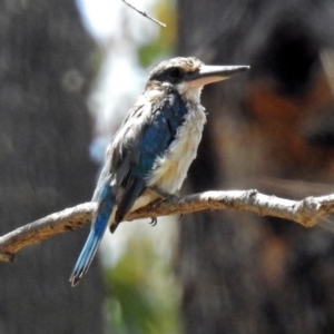 Todiramphus sanctus at Paddys River, ACT - 24 Jan 2019 01:42 PM