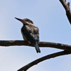 Todiramphus sanctus at Paddys River, ACT - 24 Jan 2019 01:42 PM