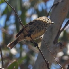 Acanthiza lineata (Striated Thornbill) at Paddys River, ACT - 24 Jan 2019 by RodDeb