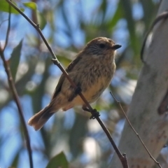 Acanthiza lineata at Paddys River, ACT - 24 Jan 2019 01:39 PM